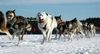 Siberian Husky Foto: Für meinen Musher geb' ich alles ... (ID 7067) Siberian Husky Hund