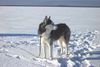 Siberian Husky Foto: Ganz schön einsam hier !! (ID 9390) Siberian Husky Hund