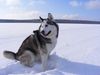 Siberian Husky Hund