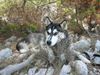 Siberian Husky Foto: autsch (ID 23202) Siberian Husky Hund
