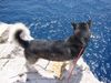 Siberian Husky Foto: soll ich springen ? (ID 23203) Siberian Husky Hund
