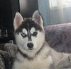 Siberian Husky Hund