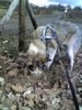 Siberian Husky Foto: Buddeln...buddeln...buddeln.... (ID 33897) Siberian Husky Hund