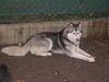 Siberian Husky Hund