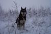 Siberian Husky Foto: Snowdog (ID 27173) Siberian Husky Hund