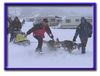 Siberian Husky Foto: Und los gehts! (ID 4739) Siberian Husky Hund
