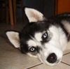 Siberian Husky Foto: Grace Colours of the Night (ID 27945) Siberian Husky Hund