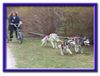 Siberian Husky Foto: Huskys in Action (ID 4738) Siberian Husky Hund