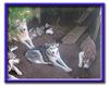 Siberian Husky Foto: Das Schwarzrudel (ID 4737) Siberian Husky Hund