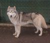 Siberian Husky Hund
