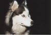 Siberian Husky Foto: Jodi (ID 358) Siberian Husky Hund