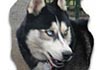 Siberian Husky Foto: Akim (ID 362) Siberian Husky Hund