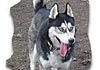 Siberian Husky Foto: Akim (ID 364) Siberian Husky Hund