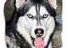 Siberian Husky Foto: Asko (ID 365) Siberian Husky Hund
