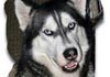 Siberian Husky Foto: Asko (ID 366) Siberian Husky Hund