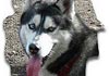 Siberian Husky Foto: Asko (ID 367) Siberian Husky Hund