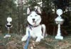 Siberian Husky Foto: Benji (ID 584) Siberian Husky Hund
