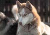 Siberian Husky Foto: Djuba (ID 586) Siberian Husky Hund