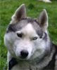 Siberian Husky Foto: Bonny und Timmy auf dem \ (ID 4495) Siberian Husky Hund
