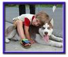 Siberian Husky Foto: Zwei Freunde fürs Leben (ID 4736) Siberian Husky Hund