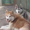 Siberian Husky Foto: Demon & Akyra (ID 10758) Siberian Husky Hund