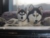 Siberian Husky Foto: Saskia & Darielle (ID 10759) Siberian Husky Hund