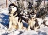 Siberian Husky Foto: AZJA Nocny Wedrowiec und Sonora de Ciukci (ID 13571) Siberian Husky Hund
