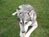 Siberian Husky Foto: Jetzt habt ihr mich beim Zähneputzen erwischt! LG Arthos (ID 4155) Siberian Husky Hund