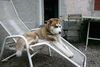 Siberian Husky Foto: Mein Hunzi Ronja im Liegestuhl *gg* (ID 16999) Siberian Husky Hund