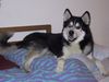 Siberian Husky Hund