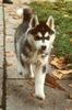Siberian Husky Foto: AZJA Nocny Wedrowiec (ID 13572) Siberian Husky Hund