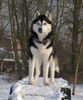 Siberian Husky Foto: AZJA Nocny Wedrowiec (ID 22556) Siberian Husky Hund