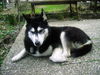 Siberian Husky Foto: Mann bin ich müde (ID 37286) Siberian Husky Hund