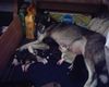 Siberian Husky Foto: Sibirisch Husky Welpen 2 wochen alt und sehr lebensfreudig (ID 15475) Siberian Husky Hund