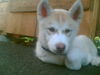 Siberian Husky Foto: er ist sehr spielerisch (ID 33596) Siberian Husky Hund