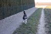 Siberian Husky Hund