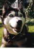 Siberian Husky Foto: Unsere geliebte Blanka (18.07.1994-22.07.2004) (ID 19950) Siberian Husky Hund