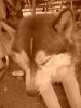 Siberian Husky Foto: Das ist Siberian Husky Tjumai (ID 7225) Siberian Husky Hund