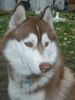 Siberian Husky Foto: Das ist Siberian Husky Tjumai (ID 7226) Siberian Husky Hund
