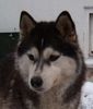 Siberian Husky Foto: Candy Light My Fire Colours of the NIght (ID 27942) Siberian Husky Hund
