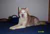 Siberian Husky Foto: Siberian Husky ( Farbe: Kupfer ) (ID 14716) Siberian Husky Hund
