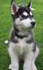 Siberian Husky Foto: Mein Süßer als er noch süß war :-) (ID 30863) Siberian Husky Hund