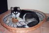 Siberian Husky Foto: Unser Bester (ID 31680) Siberian Husky Hund