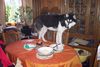 Siberian Husky Foto: Mal sehen was es zum essen gab (ID 31682) Siberian Husky Hund