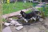 Siberian Husky Foto: Wenn es ihm zu warm wird (ID 31681) Siberian Husky Hund