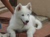 Siberian Husky Foto: mein kleiner ice (ID 22981) Siberian Husky Hund