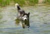 Siberian Husky Foto: Delos beim baden (ID 34529) Siberian Husky Hund