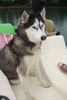 Siberian Husky Foto: Delos auf dem Tretboot (ID 34625) Siberian Husky Hund