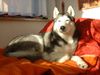 Siberian Husky Foto: Cindy relaxed (ID 8959) Siberian Husky Hund