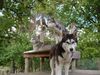 Siberian Husky Foto: Wir beobachten euch (ID 18717) Siberian Husky Hund